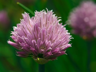 Obraz premium Chive onion flowers in a garden