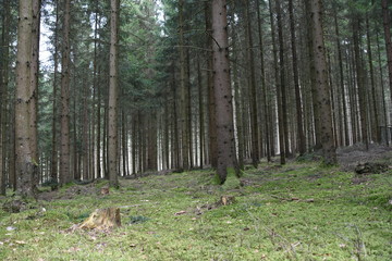 Waldboden