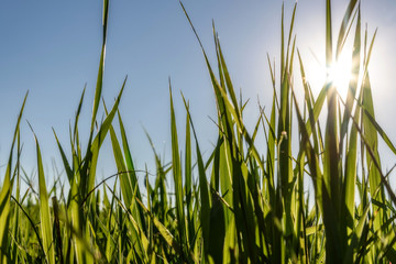 Obraz premium grass sun background spring