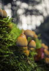 kleine Pilze im Moos