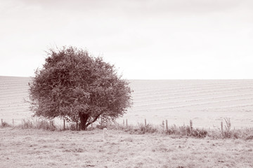 Tree in Field in Black and White Sepia Tone