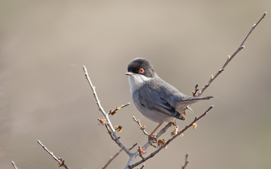 Sardinian warbler