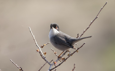 Sardinian warbler