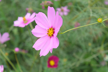 Obraz premium Mexican Aster, Cosmos, Cosmea