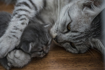 mother cat and its kitten.