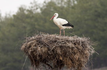 White Stork in nest