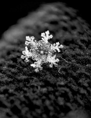 Macro photo of real snowflakes