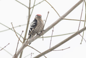 Lesser spotted woodpecker 