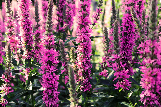 Fototapeta Close up shot of blooming pink flowers on a sunny day. Beautiful big flowers in the garden. Spring landscape.
