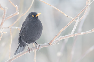 Blackbird