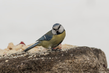 Blue tit