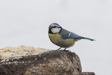 Blue tit