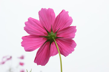 Mexican Aster, Cosmos, Cosmea