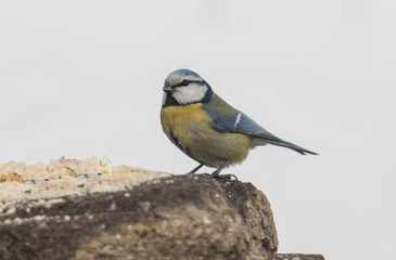 Blue Tit