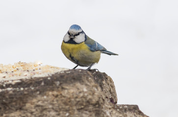 Fototapeta premium Blue tit
