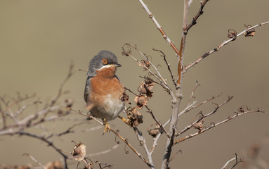 Male of Subalpine warbler. Sylvia cantillans