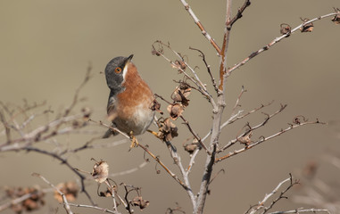 Male of Subalpine warbler. Sylvia cantillans