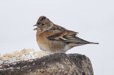 Brambling (Fringilla montifringilla)