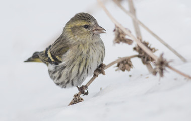 Siskin