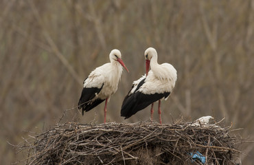 White Stork in nest