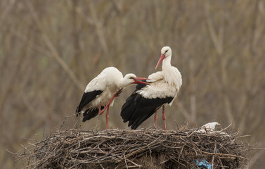 White Stork in nest