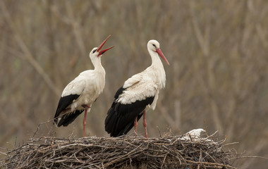 White Stork in nest