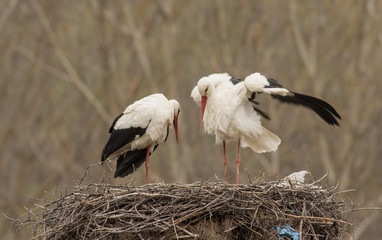 White Stork in nest