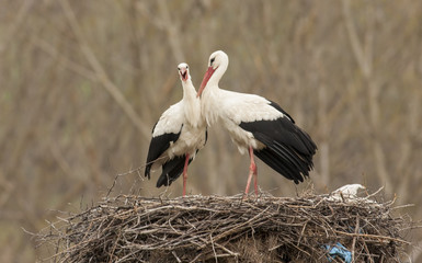 White Stork in nest