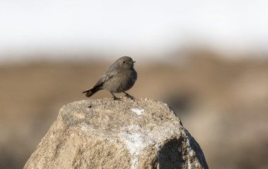 Black redstart
