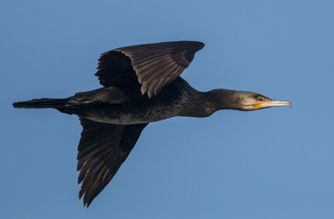 Cormorant