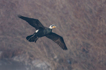 Cormorant