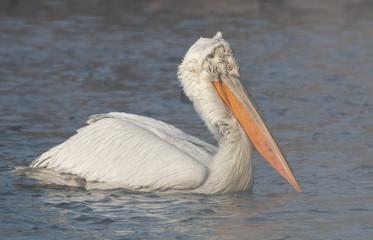 Dalmatian pelican