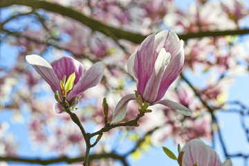 Fototapeta premium Beautifull Magnolia tree and flowers in easter