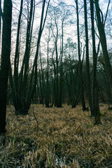 Trees in countryside woodland