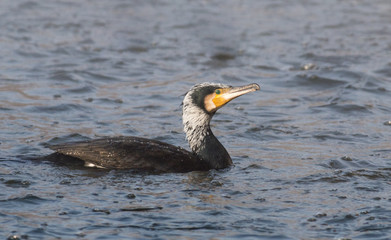 Cormorant
