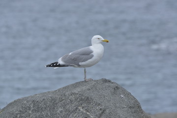 Fototapeta na wymiar Herring Gull