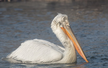 Dalmatian pelican