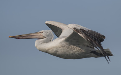 Obraz premium Dalmatian pelican