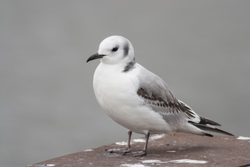 Kittiwake