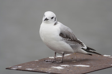Kittiwake