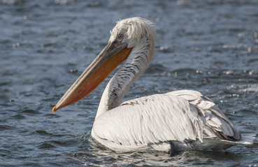 Dalmatian pelican