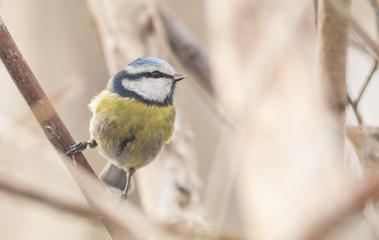 Blue tit