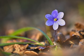 Spring flower. Beautiful blooming first small flowers in the forest. Hepatica. (Hepatica nobilis)