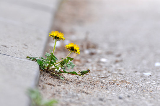 Fototapeta Dandelion flower growing between asphalt and curbs. Nature against man