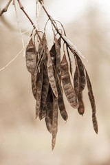Evergreen carob tree