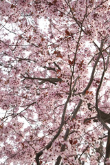 Blossom in Spring