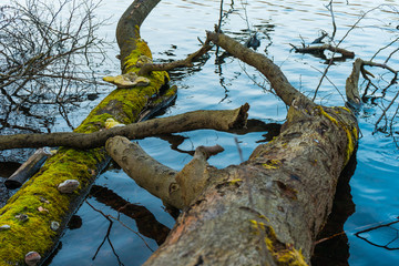 Fallen tree trunks and branches in a lake