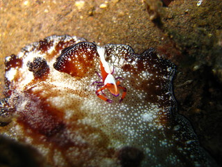 Fototapeta premium Imperatorgarnele auf Meeresschnecke