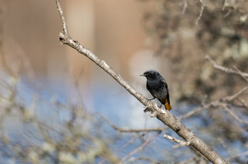 Black Redstart