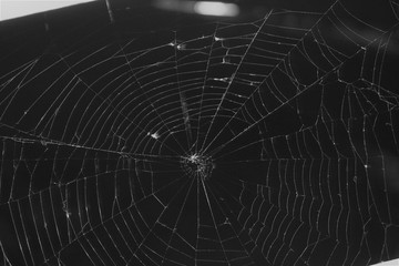 cobweb, spider web